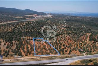 BERGAMA ZEYTİNDAĞDA SATILIK ZEYTİNLİK 3.980 m² - 4 - 317189