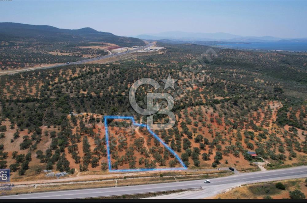 BERGAMA ZEYTİNDAĞDA SATILIK ZEYTİNLİK 3.980 m²