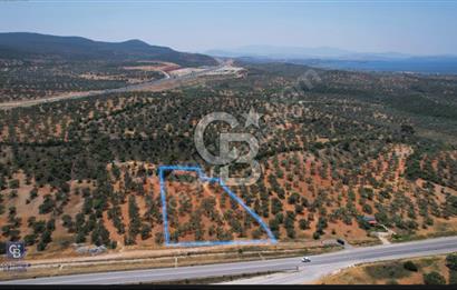 BERGAMA ZEYTİNDAĞDA SATILIK ZEYTİNLİK 3.980 m²