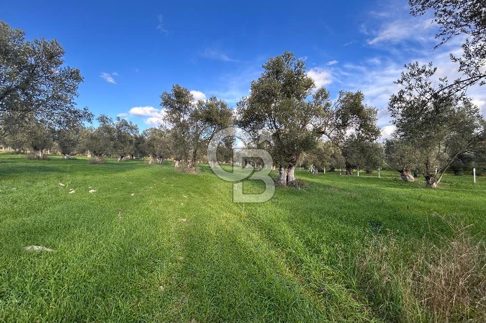 AYVALIK SATILIK ZEYTİNLİK