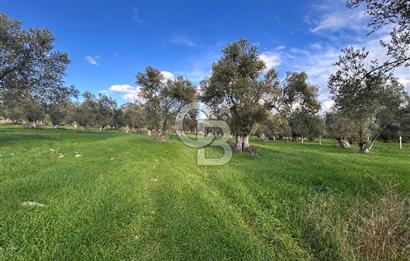 AYVALIK SATILIK ZEYTİNLİK