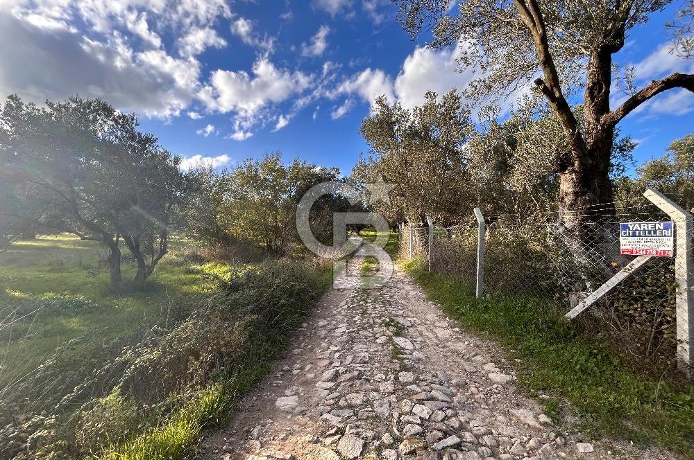 AYVALIK SATILIK ZEYTİNLİK