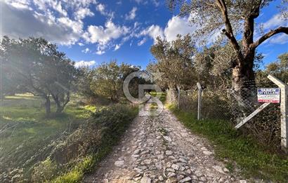 AYVALIK SATILIK ZEYTİNLİK