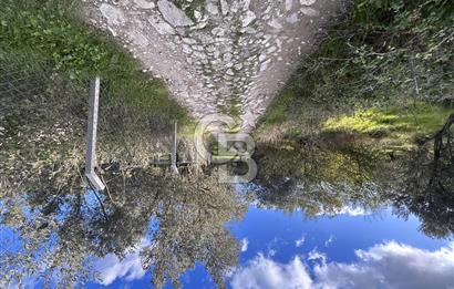 AYVALIK SATILIK ZEYTİNLİK