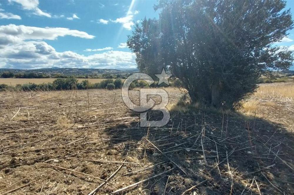 Çanakkale Kangırlı Sahil Deniz Manzaralı 21 Dönüm