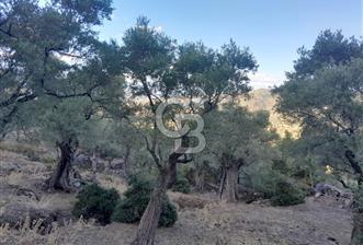 CB NETA’DAN 1744 m2 ZEYTİNLİK  - 4 - 317245