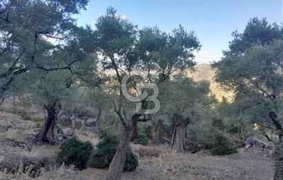 CB NETA’DAN 1744 m2 ZEYTİNLİK 