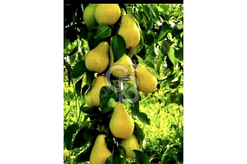 CB BLACK'TAN İSMETİYE'DE SATILIK TARLA*