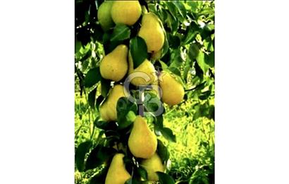 CB BLACK'TAN İSMETİYE'DE SATILIK TARLA*