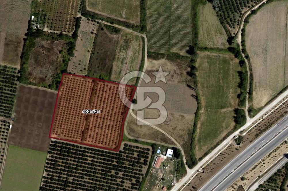 CB BLACK'TAN İSMETİYE'DE SATILIK TARLA*