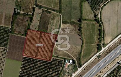 CB BLACK'TAN İSMETİYE'DE SATILIK TARLA*