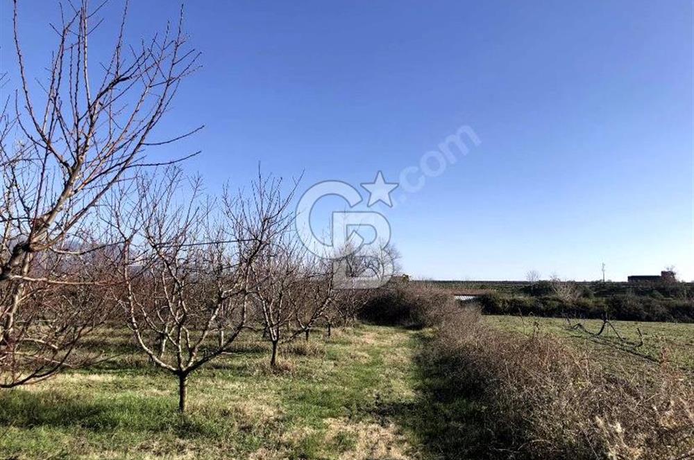 CB BLACK'TAN İSMETİYE'DE SATILIK TARLA*