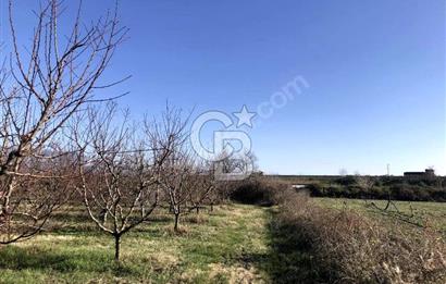 CB BLACK'TAN İSMETİYE'DE SATILIK TARLA*