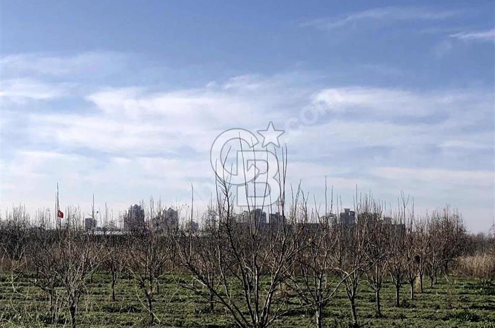 CB BLACK'TAN İSMETİYE'DE SATILIK TARLA*