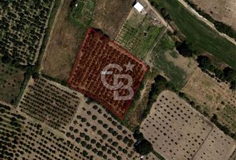 CB BLACK'TAN İSMETİYE'DE FIRSAT KONUMLU SATILIK TARLA* - 1 - 317230