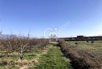 CB BLACK'TAN İSMETİYE'DE SATILIK TARLA* - 3 - 317222