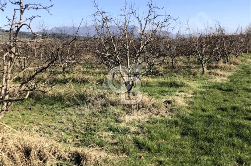 CB BLACK'TAN İSMETİYE'DE SATILIK TARLA*