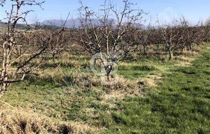 CB BLACK'TAN İSMETİYE'DE SATILIK TARLA*