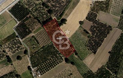 CB BLACK'TAN BURSA İSMETİYE'DE FIRSAT TARLA*