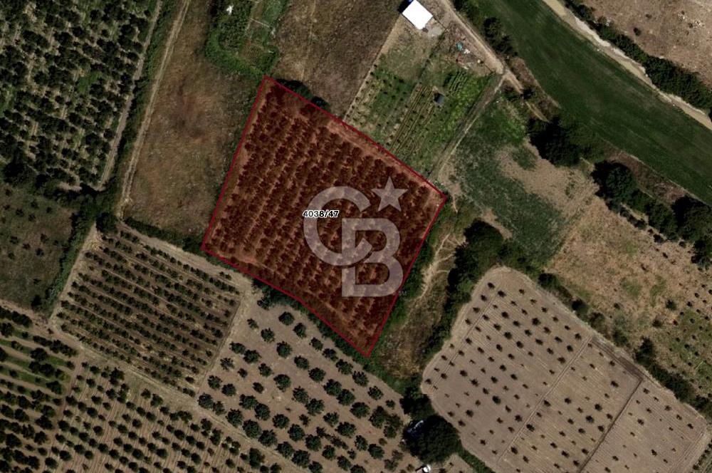 CB BLACK'TAN İSMETİYE'DE FIRSAT KONUMLU SATILIK TARLA*