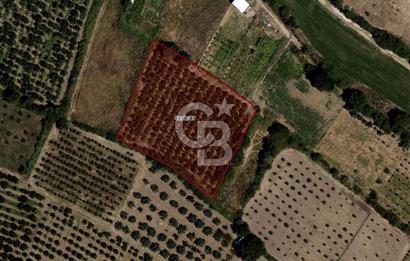 CB BLACK'TAN İSMETİYE'DE FIRSAT KONUMLU SATILIK TARLA*