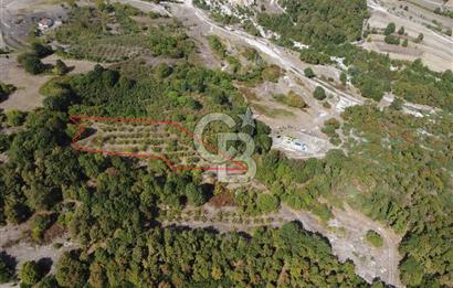 NETA'DAN GEBZE DURAKLI MAHALLESİNDE 5.542m2 SATILIK FINDIKLIK