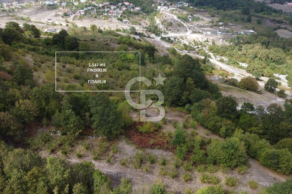 NETA'DAN GEBZE DURAKLI MAHALLESİNDE 5.542m2 SATILIK FINDIKLIK