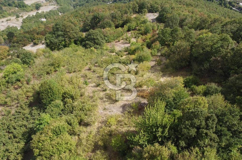 NETA'DAN GEBZE DURAKLI MAHALLESİNDE 5.542m2 SATILIK FINDIKLIK