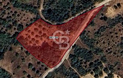 CB BLACK'TAN BURSA YENİŞEHİR'DE SATILIK TARLA