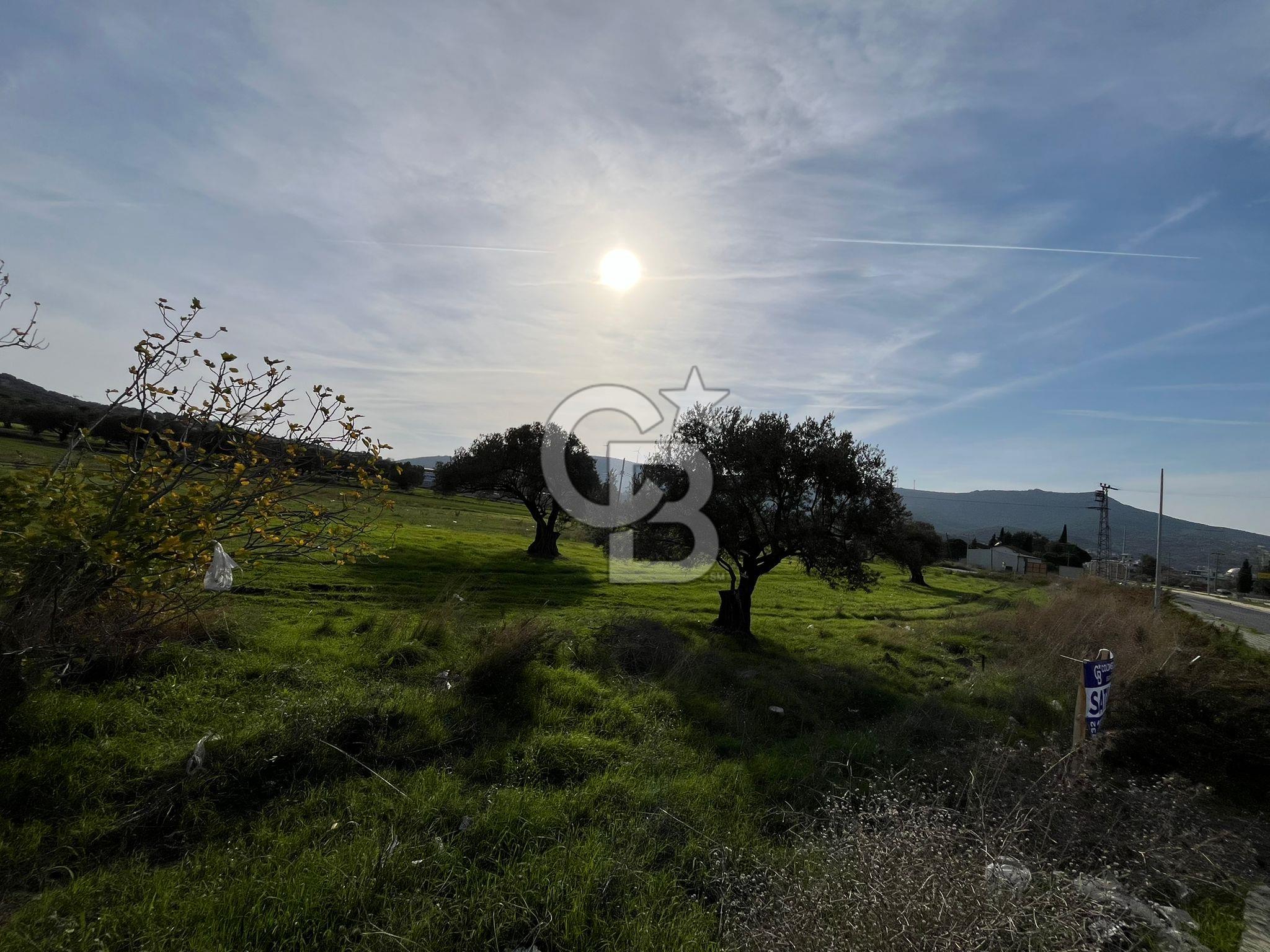 Yenifoça Girişinde Satılık Tarla