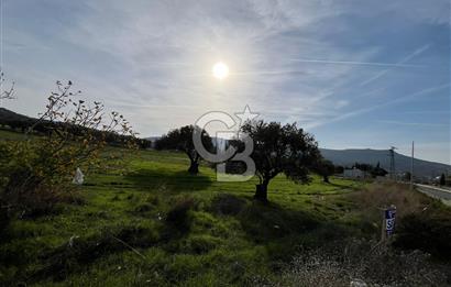 Yenifoça Girişinde Satılık Tarla