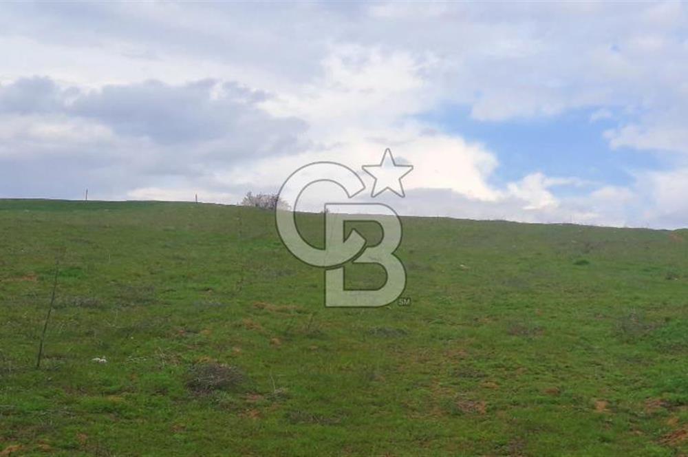 Geyve Yatırımlık Tarla! 8.243 m²,Köy Merkezine 100 metre