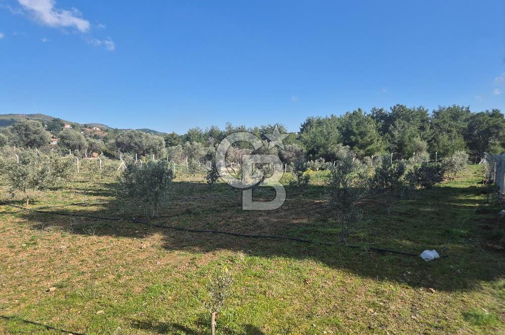 Seferihisar Orhanlı Satılık 4 Dönüm Zeytin Ağaçlı Tarla