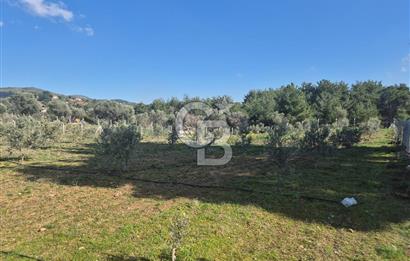 Seferihisar Orhanlı Satılık 4 Dönüm Zeytin Ağaçlı Tarla