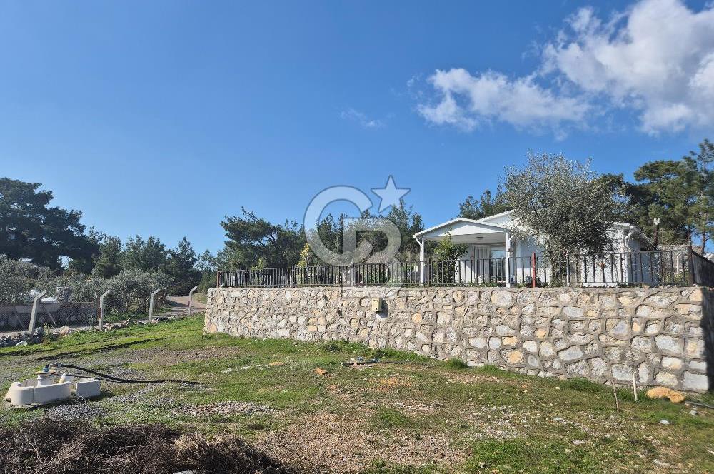 Seferihisar Orhanlı Satılık 4 Dönüm Zeytin Ağaçlı Tarla