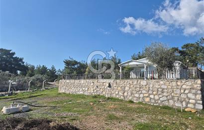 Seferihisar Orhanlı Satılık 4 Dönüm Zeytin Ağaçlı Tarla