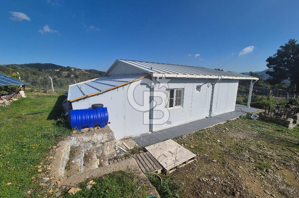 Seferihisar Orhanlı Satılık 4 Dönüm Zeytin Ağaçlı Tarla