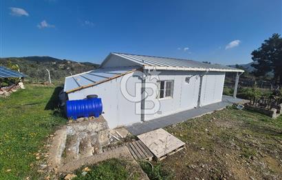 Seferihisar Orhanlı Satılık 4 Dönüm Zeytin Ağaçlı Tarla