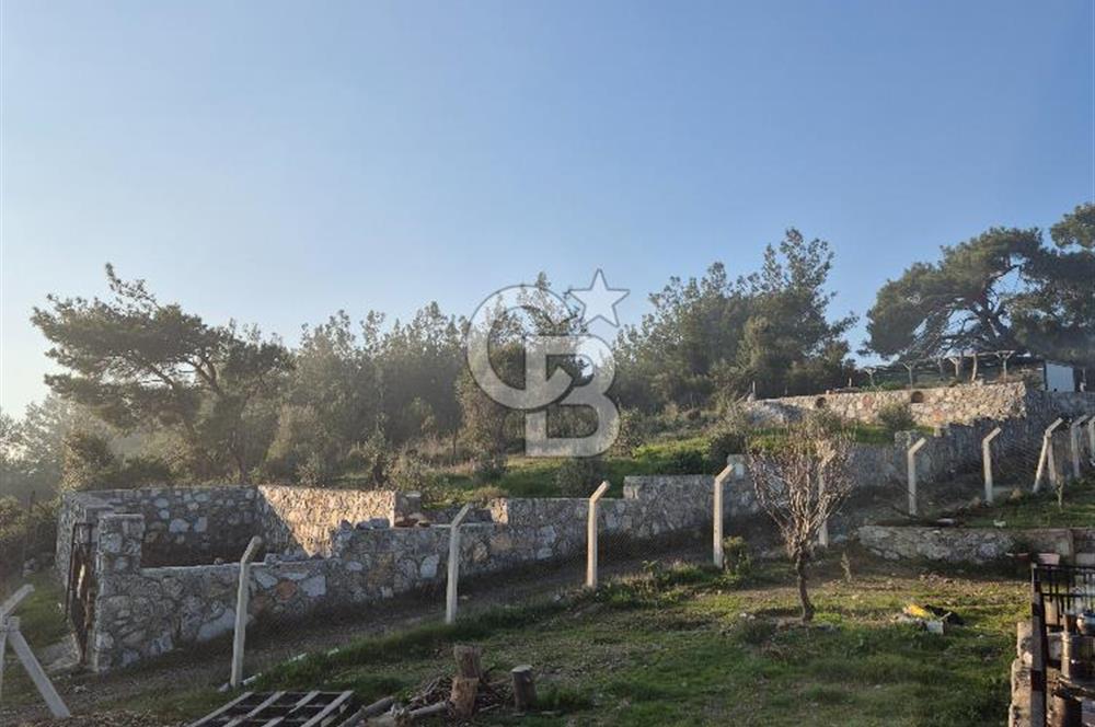 Seferihisar Orhanlı Satılık 4 Dönüm Zeytin Ağaçlı Tarla