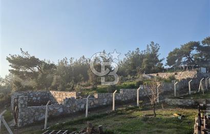 Seferihisar Orhanlı Satılık 4 Dönüm Zeytin Ağaçlı Tarla