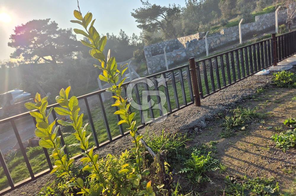 Seferihisar Orhanlı Satılık 4 Dönüm Zeytin Ağaçlı Tarla