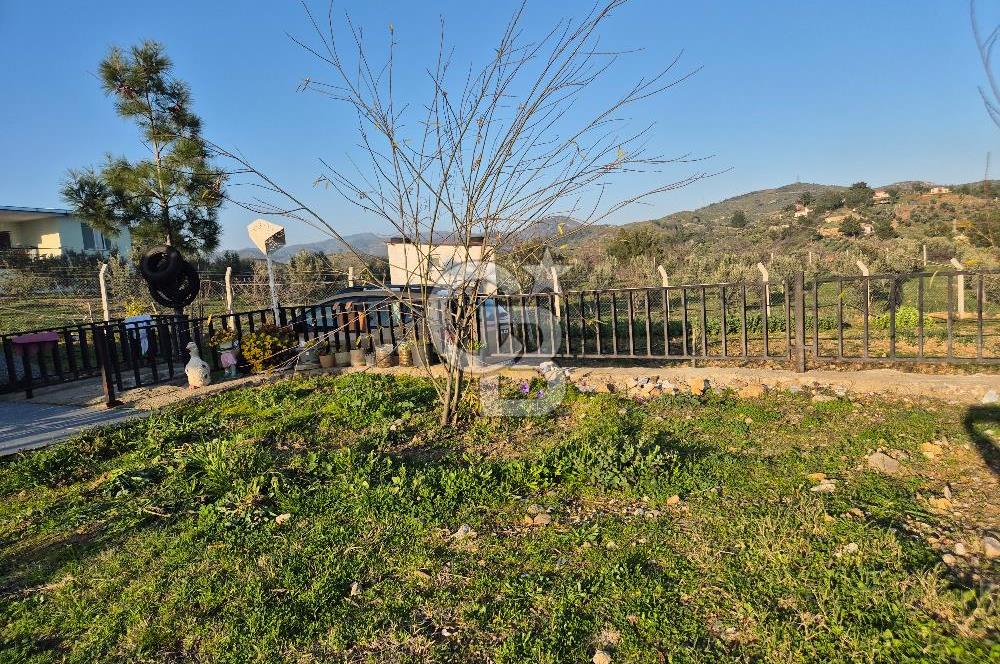 Seferihisar Orhanlı Satılık 4 Dönüm Zeytin Ağaçlı Tarla