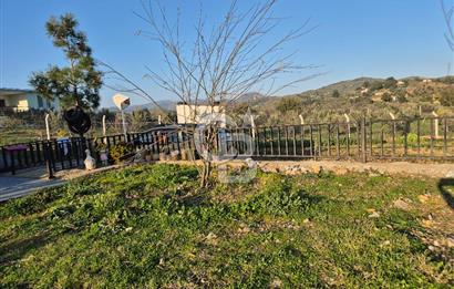 Seferihisar Orhanlı Satılık 4 Dönüm Zeytin Ağaçlı Tarla