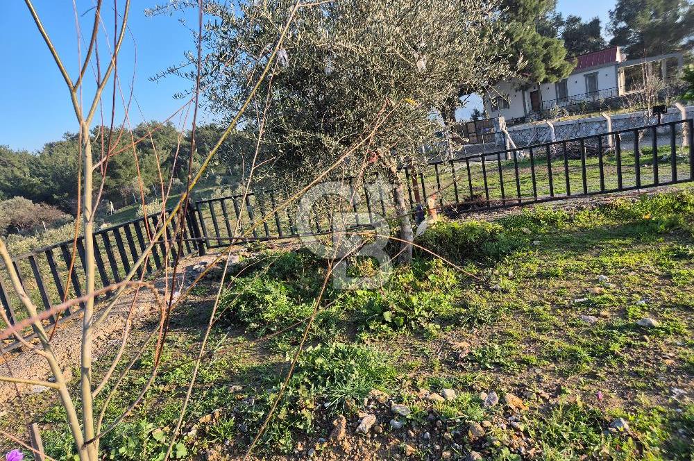 Seferihisar Orhanlı Satılık 4 Dönüm Zeytin Ağaçlı Tarla