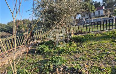 Seferihisar Orhanlı Satılık 4 Dönüm Zeytin Ağaçlı Tarla