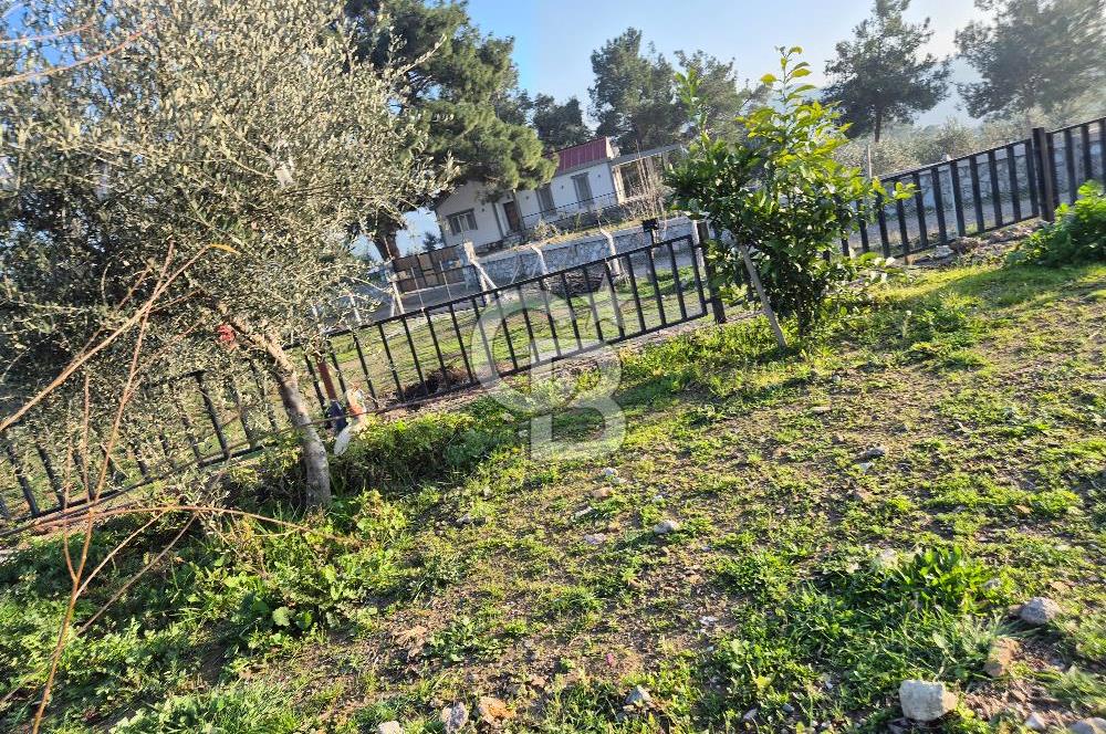 Seferihisar Orhanlı Satılık 4 Dönüm Zeytin Ağaçlı Tarla