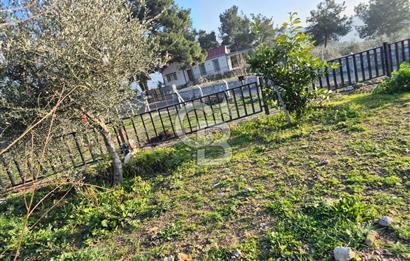 Seferihisar Orhanlı Satılık 4 Dönüm Zeytin Ağaçlı Tarla