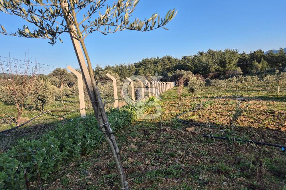 Seferihisar Orhanlı Satılık 4 Dönüm Zeytin Ağaçlı Tarla