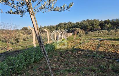 Seferihisar Orhanlı Satılık 4 Dönüm Zeytin Ağaçlı Tarla