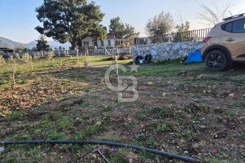 Seferihisar Orhanlı Satılık 4 Dönüm Zeytin Ağaçlı Tarla